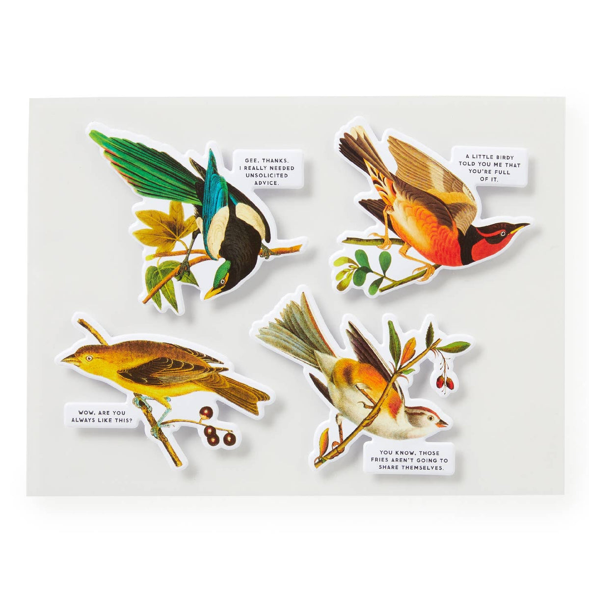 Set of four colorful bird illustrations on a white background